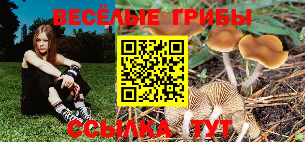 Галлюциногенные грибы прущие грибы  Вход с VPN  Удомля  Псилоцибиновые грибы Cubensis 